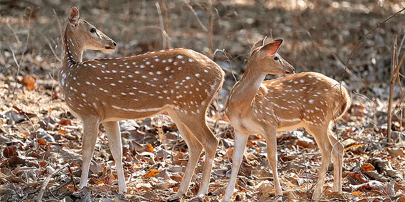 Dwarka | Somnath | Gir | Velavadar