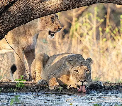 Dwarka | Somnath | Gir | Velavadar